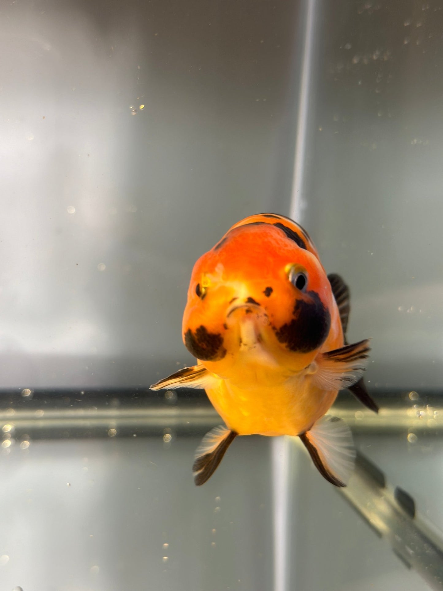 3" Tiger Ranchu Goldfish – Tiger B (Individual Fish) - Lunar Fancies