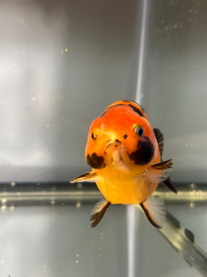 3" Tiger Ranchu Goldfish – Tiger B (Individual Fish) - Lunar Fancies