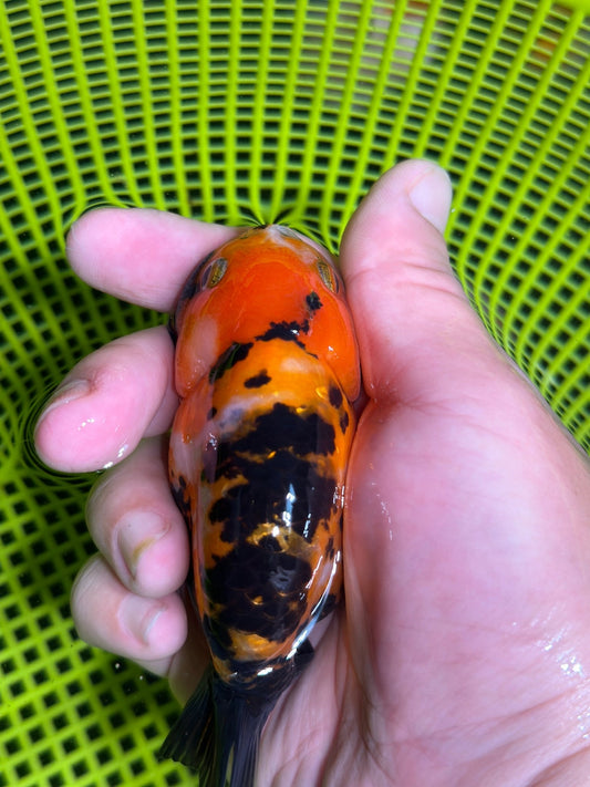 3" Tiger Ranchu Goldfish – Tiger B (Individual Fish) - Lunar Fancies