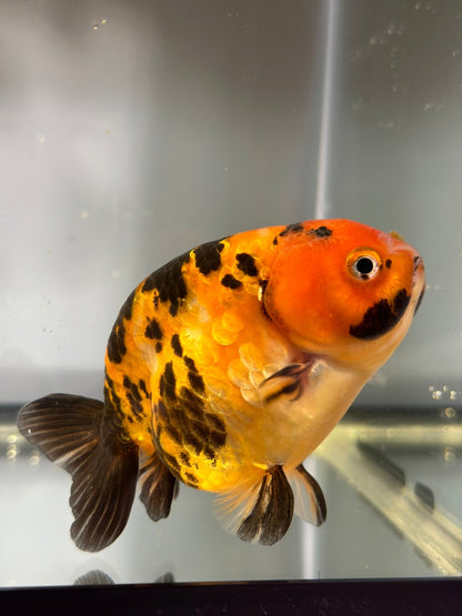 3" Tiger Ranchu Goldfish – Tiger B (Individual Fish) - Lunar Fancies