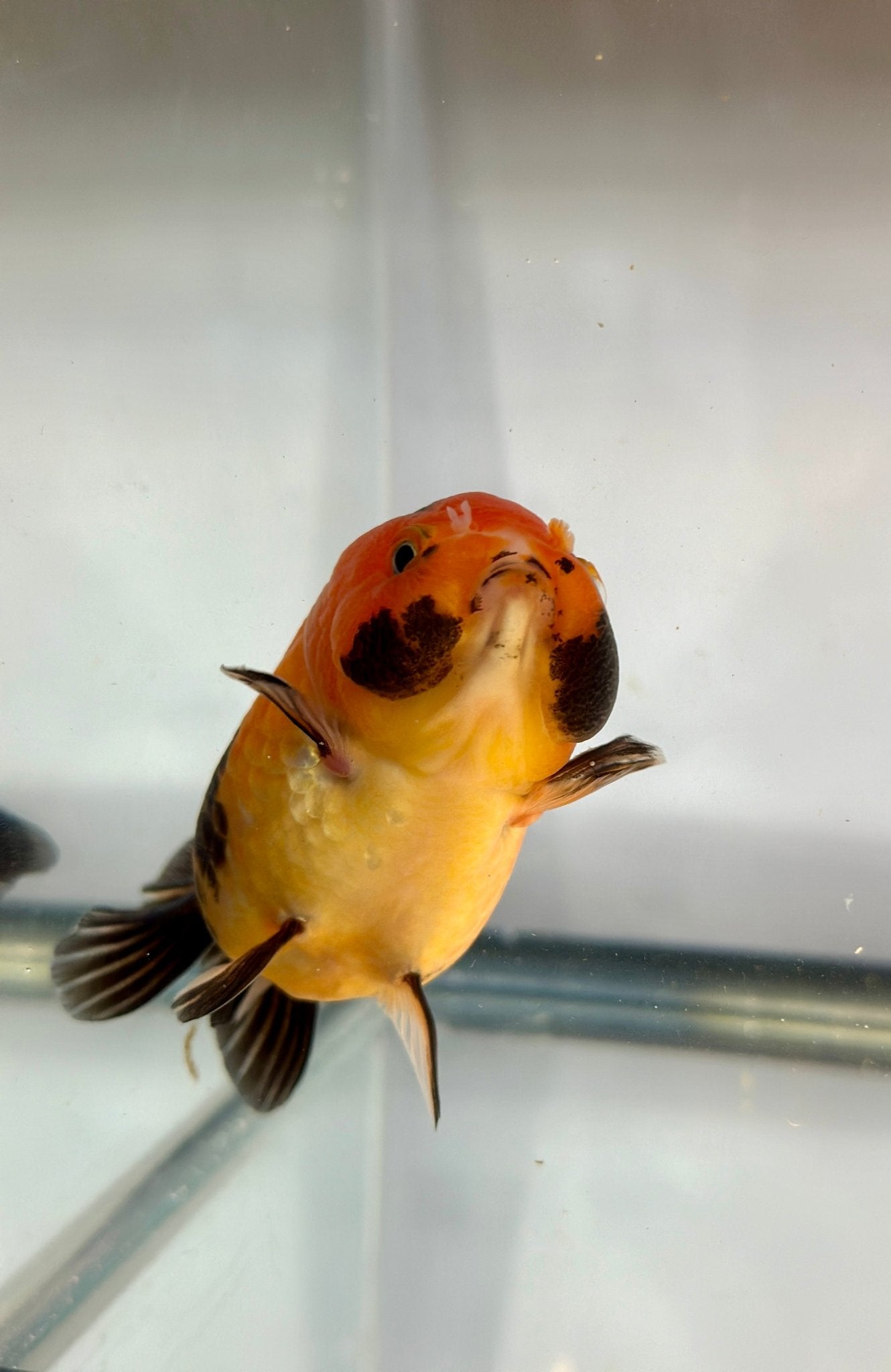 3" Tiger Ranchu Goldfish – Tiger B (Individual Fish) - Lunar Fancies