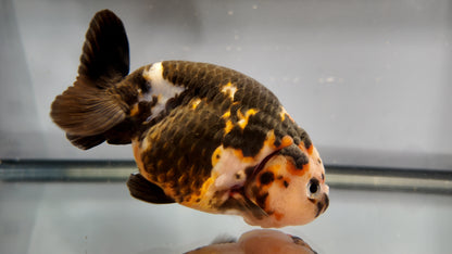 Heavy Ink Ranchu (Black‑Patterned) - 4 Inches