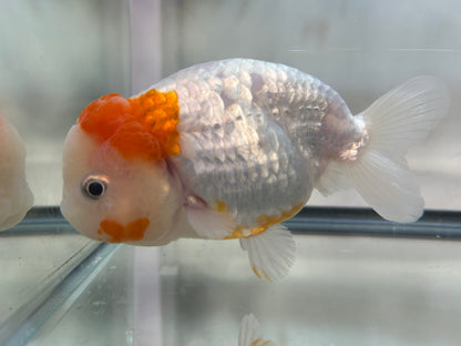 Single Red Spot Ranchu (F, 4'')