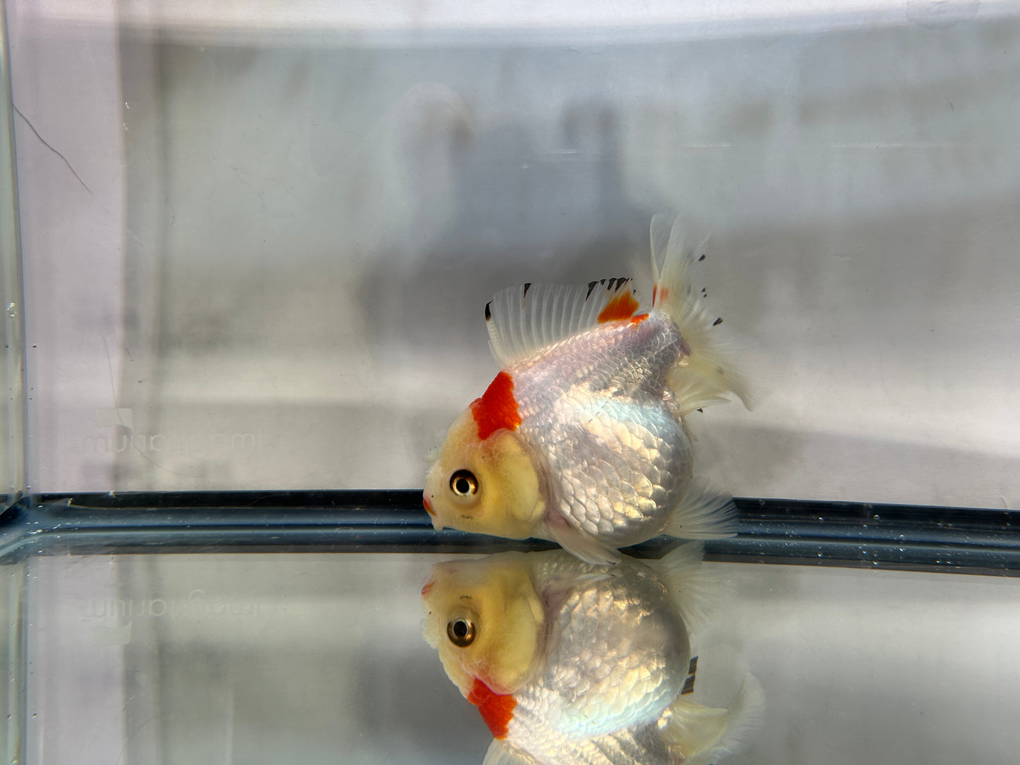 Red & White Oranda (F, 4'')