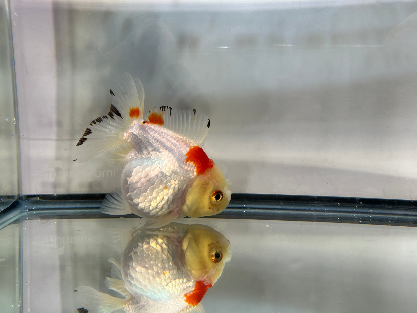 Red & White Oranda (F, 4'')
