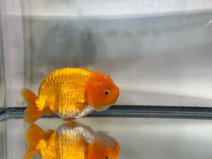 Red Ranchu (F, 5'')