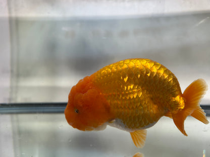 Red Ranchu (F, 5'')