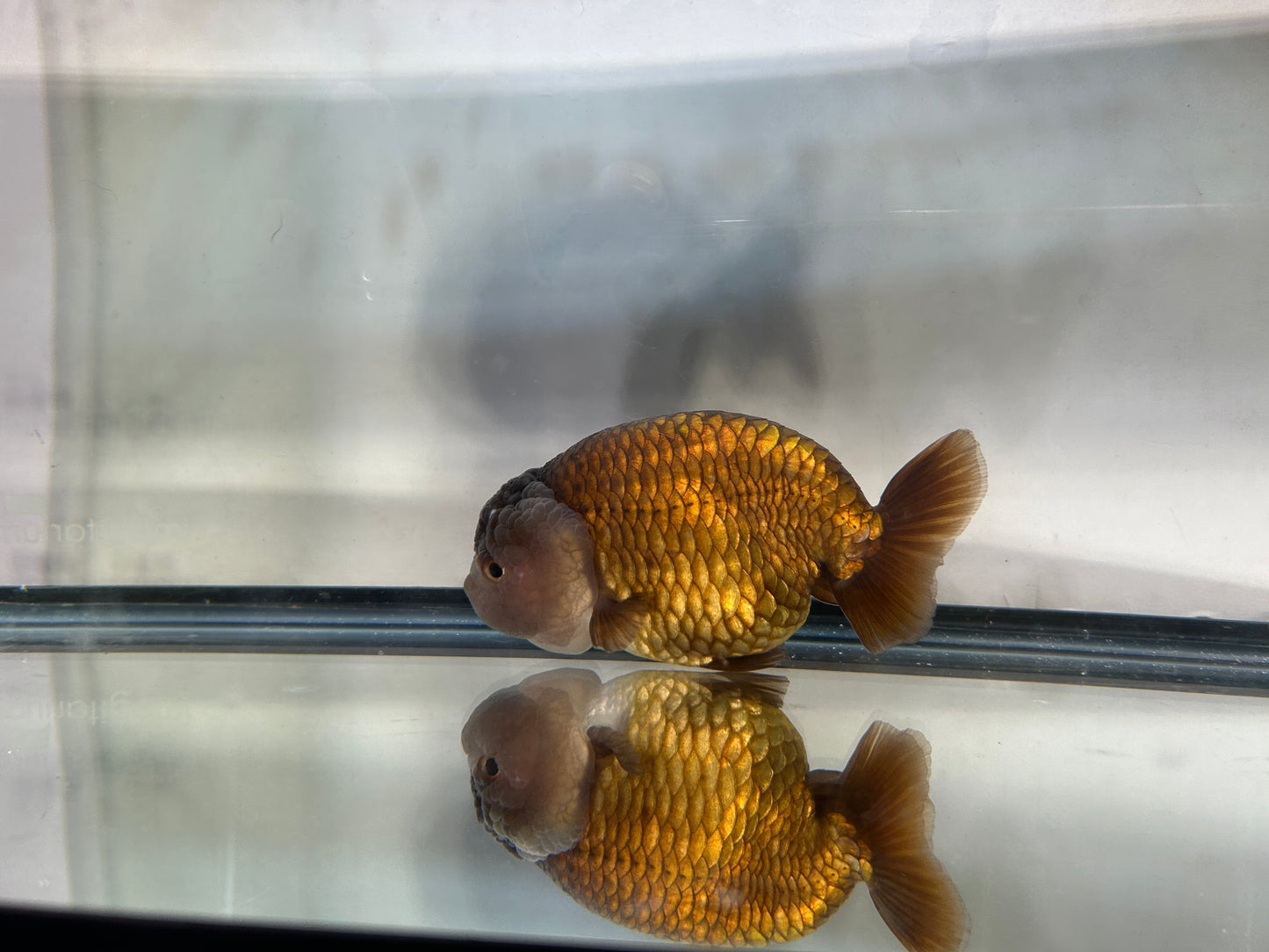 Lavender Ranchu (F, 4.5'')