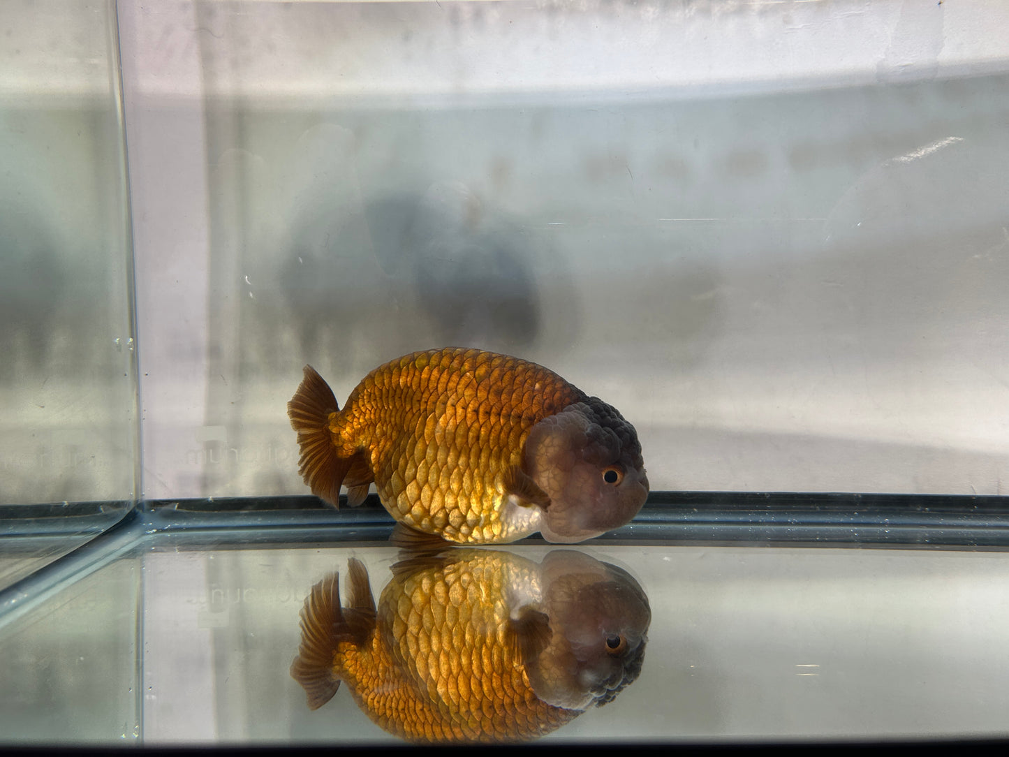 Lavender Ranchu (F, 4.5'')