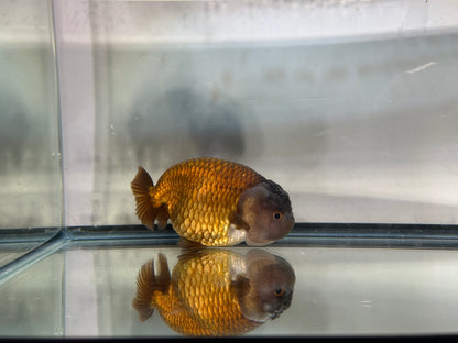 Lavender Ranchu (F, 4.5'')