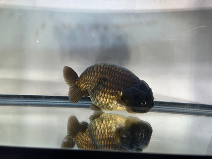Black Ranchu (F, 4.5'')