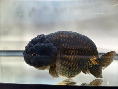 Black Ranchu (F, 4.5'')