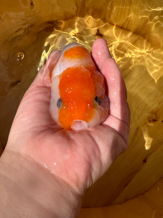 Red & White Ranchu - 4.5 inches