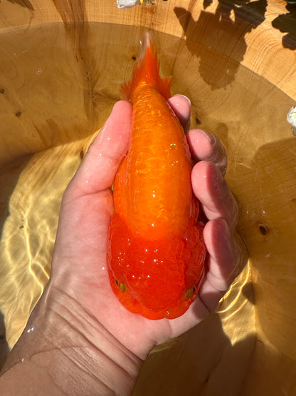 The Fiery Red Ranchu - 5.5 inches