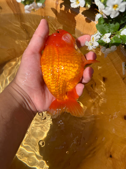 The Fiery Red Ranchu - 5.5 inches