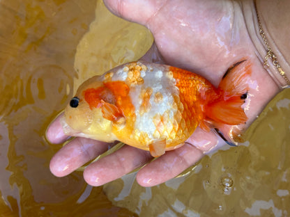 Sakura Ranchu - 4.5 inches