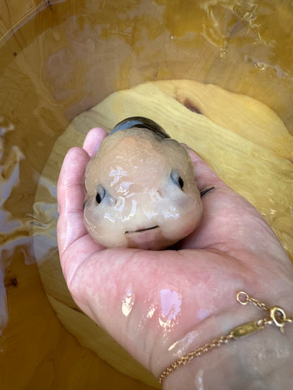 Heavy Ink Ranchu - 5.5 inches (Character Fish, Broken Tail, 40% OFF!)