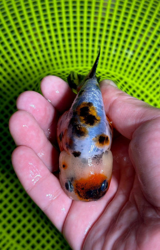 3" Calico Ranchu Goldfish - Calico A (Individual Fish)