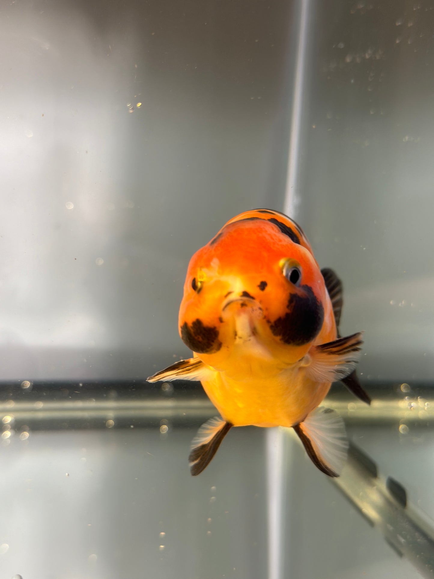 3" Tiger Ranchu Goldfish – Tiger B (Individual Fish)