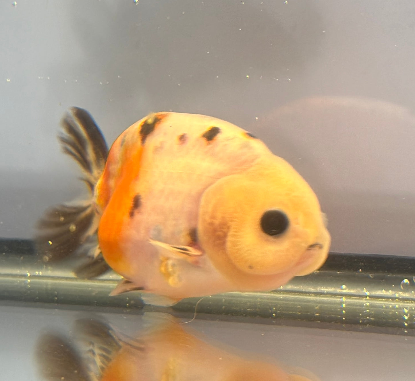 3" Calico Ranchu Goldfish – Calico B (Individual Fish)