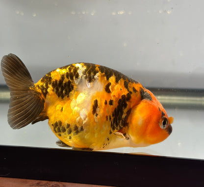 3" Tiger Ranchu Goldfish – Tiger A (Individual Fish)