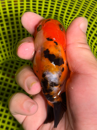 3" Tiger Ranchu Goldfish – Tiger C (Individual Fish)
