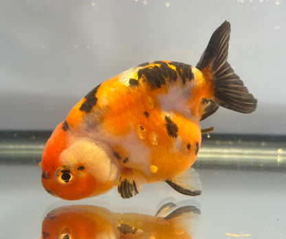 3" Tiger Ranchu Goldfish – Tiger C (Individual Fish)