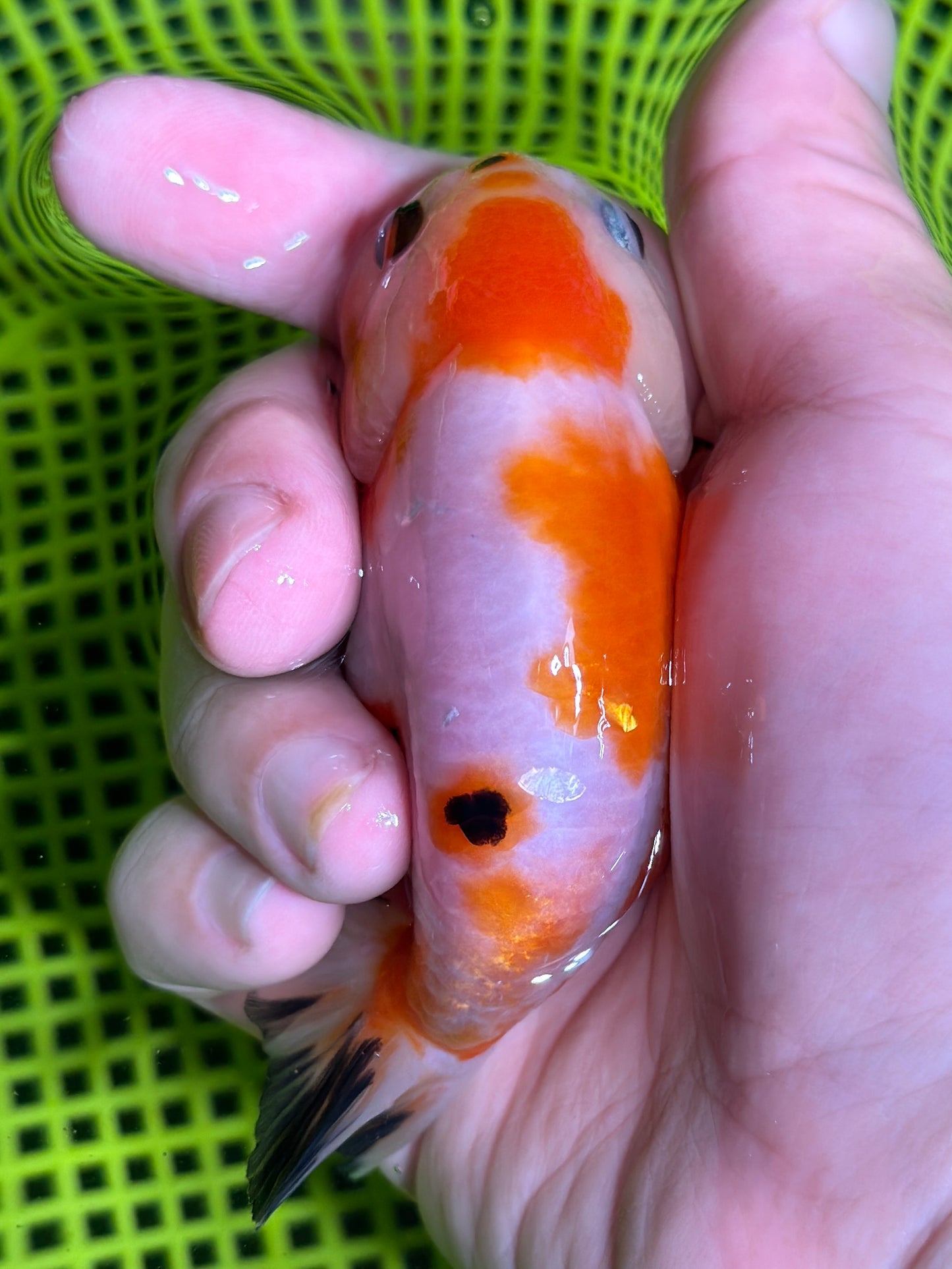 3" Red & White Ranchu Goldfish - Red&White A (Individual Fish)