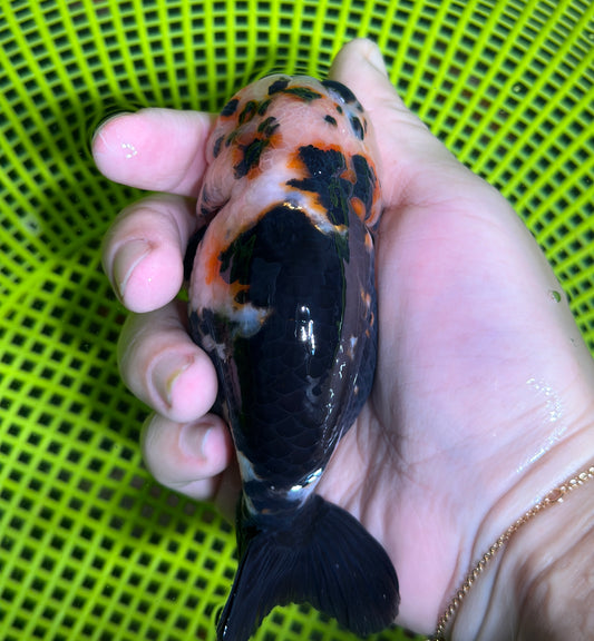 Heavy Ink Ranchu (Black‑Patterned) - 4 Inches