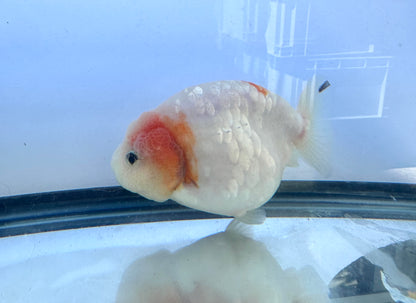 Pink and White Ranchu (F, 4.5'')