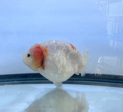 Pink and White Ranchu (F, 4.5'')