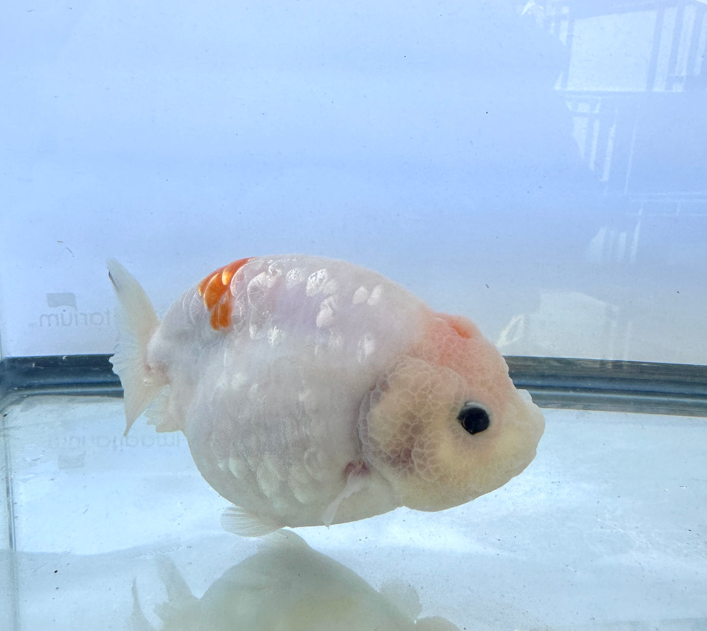 Pink and White Ranchu (F, 4.5'')
