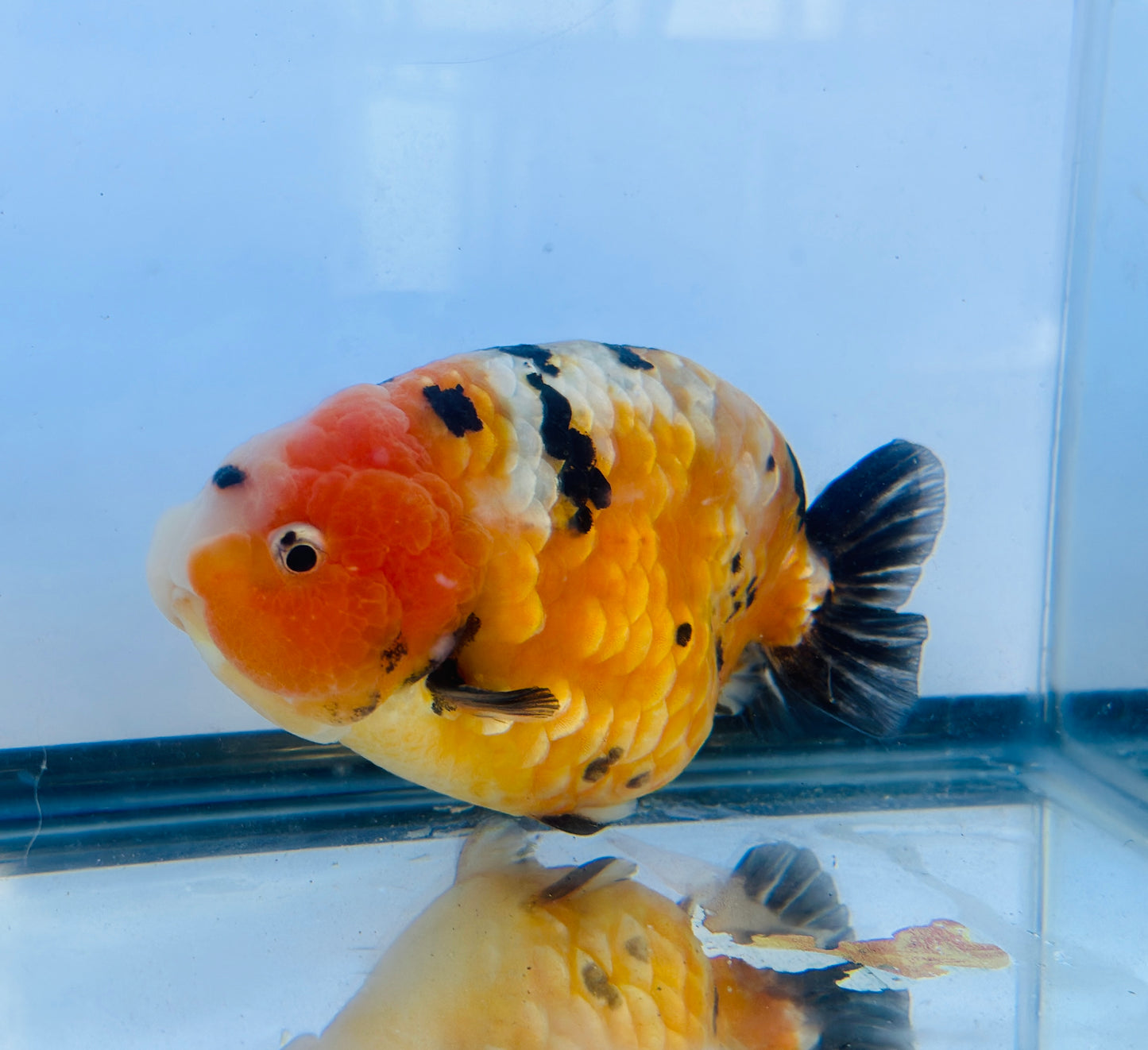 Tiger Ranchu (M, 5'')
