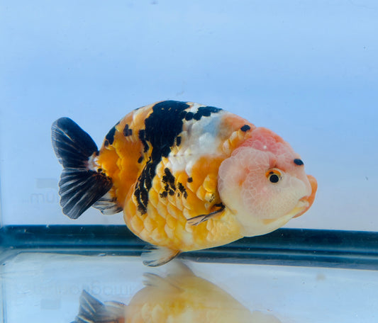 Tiger Ranchu (M, 5'')
