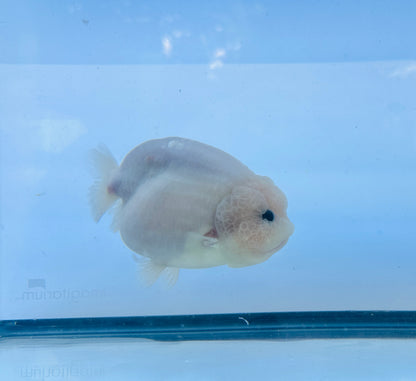 Pure White Ranchu (F, 5'')