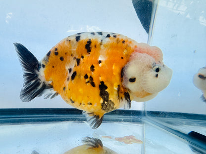 Calico Ranchu (F, 5'')