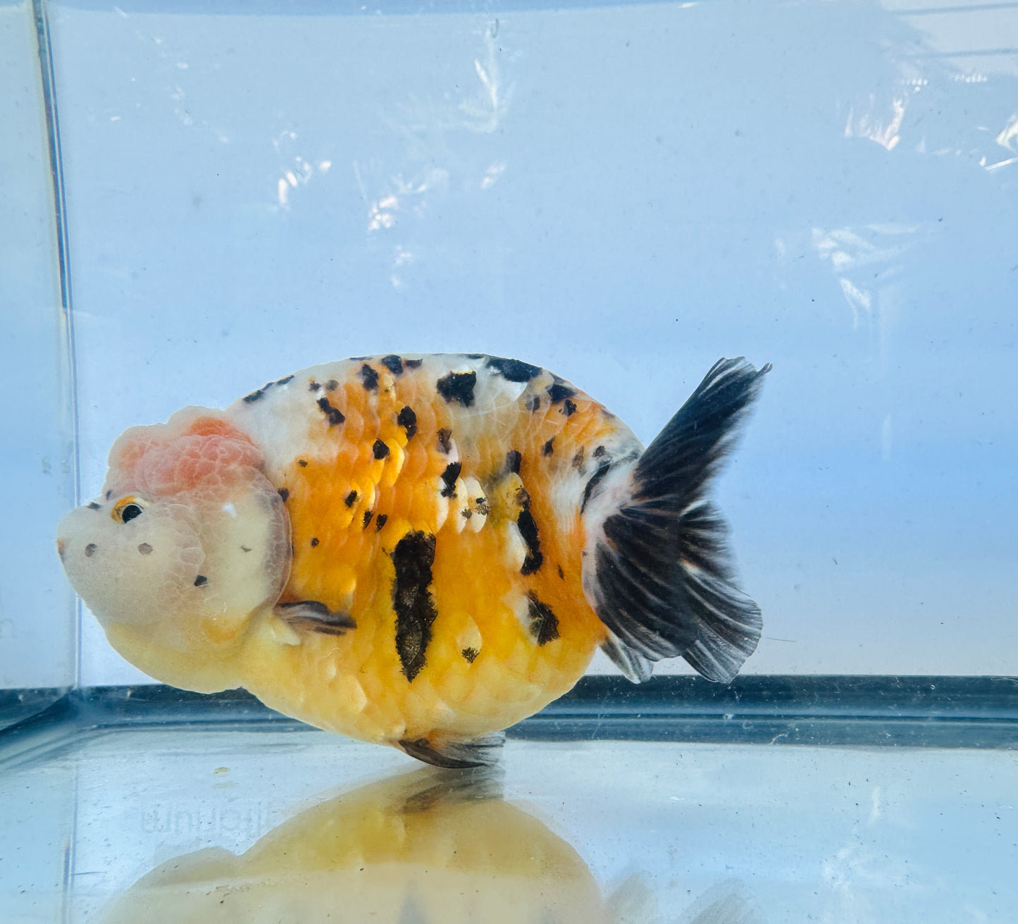 Calico Ranchu (F, 5'')