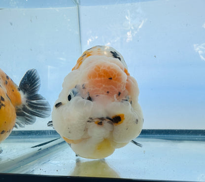 Calico Ranchu (F, 5'')