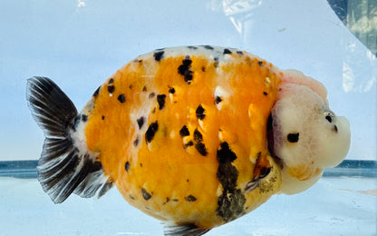 Calico Ranchu (F, 5'')