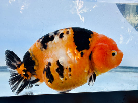 Tiger Ranchu (F, 5'')