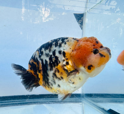 Calico Ranchu (F, 5.5'')