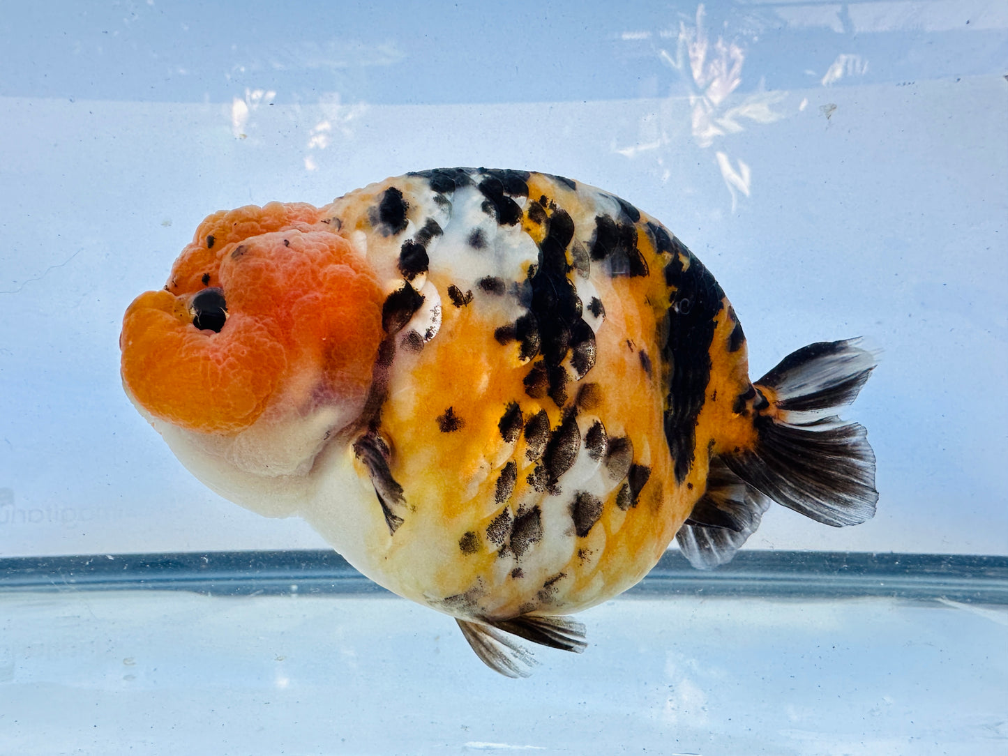 Calico Ranchu (F, 5.5'')