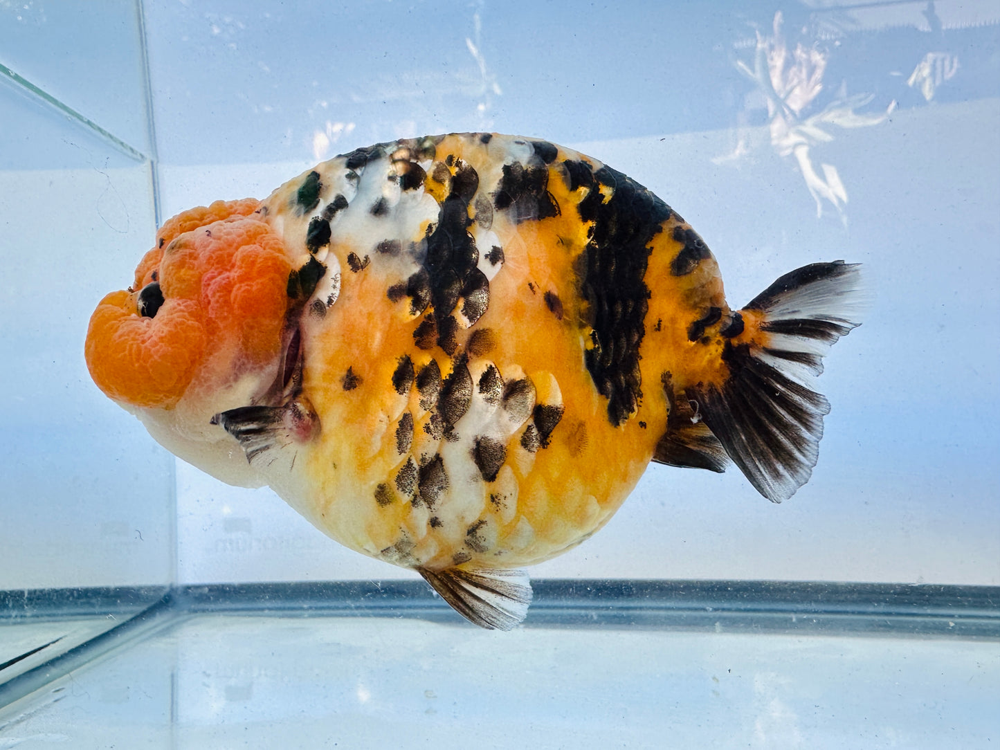 Calico Ranchu (F, 5.5'')