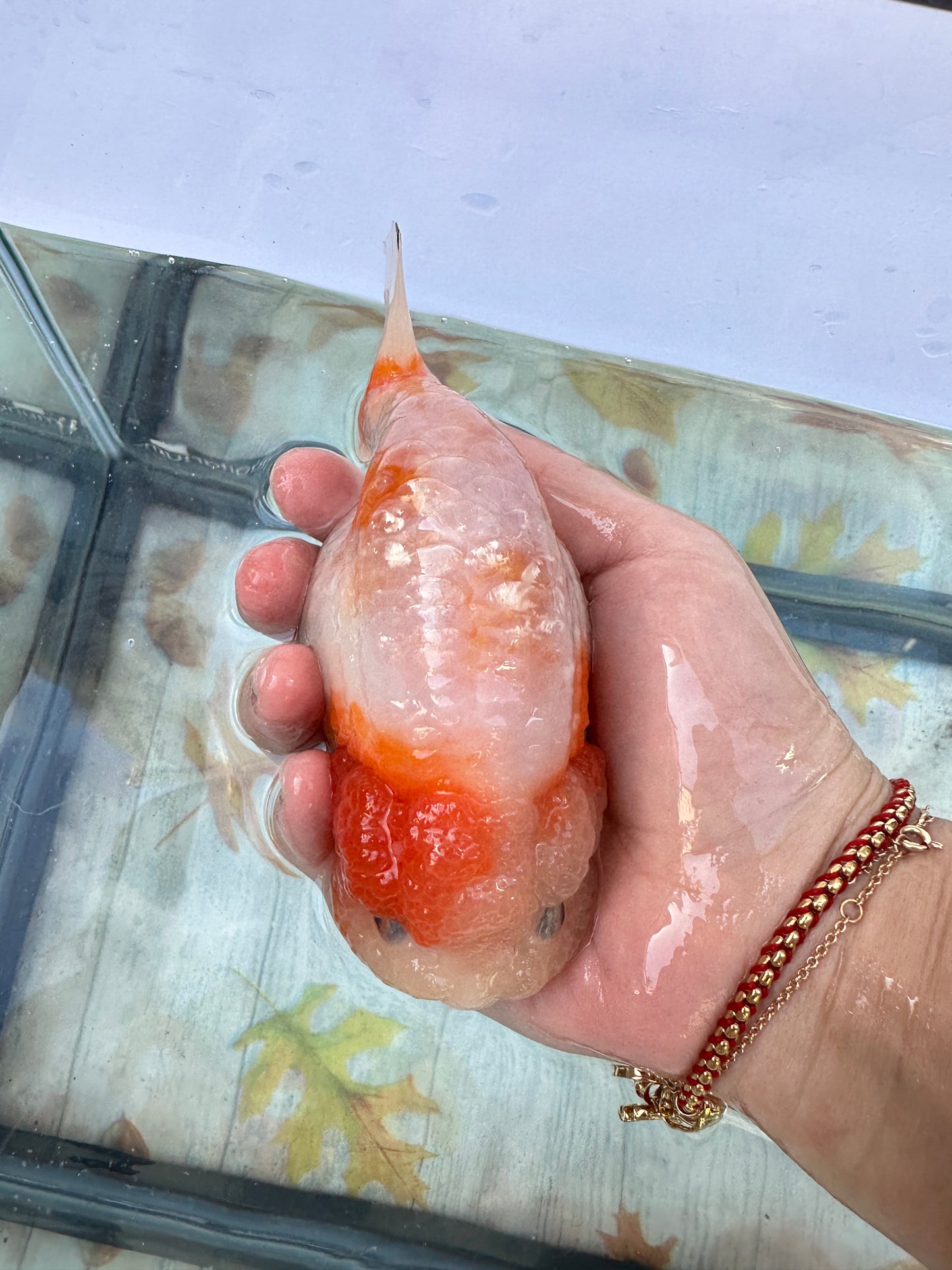 Sakura Ranchu (F, 5'')