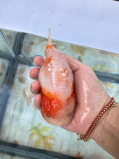 Sakura Ranchu (F, 5'')