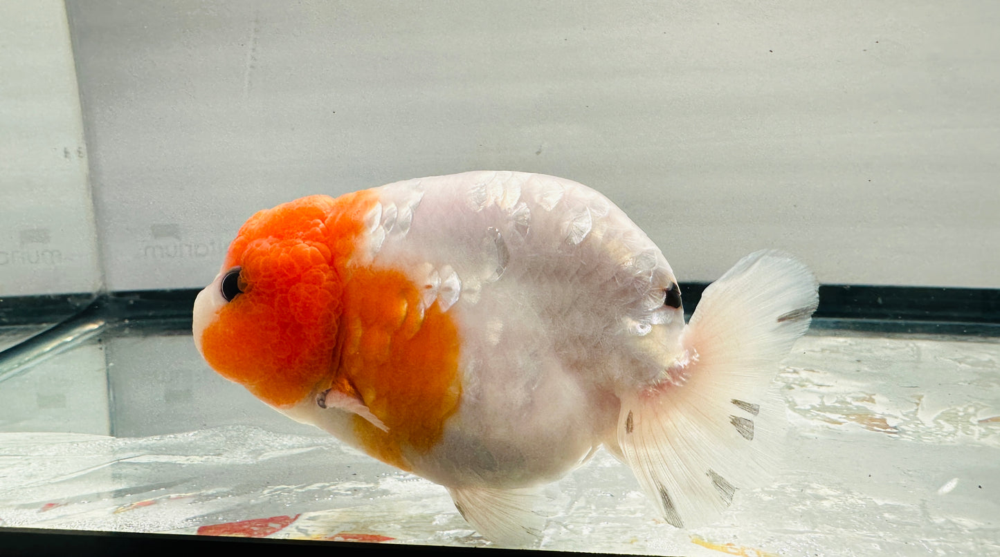 Red and White Ranchu (M, 4.5'')