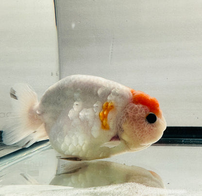 Red and White Ranchu (M, 4.5'')
