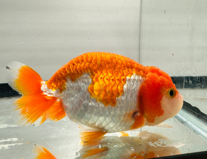 White & Red Ranchu (3.5'')