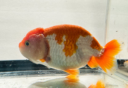 White & Red Ranchu (3.5'')