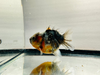 Calico Oranda (F, 4'')